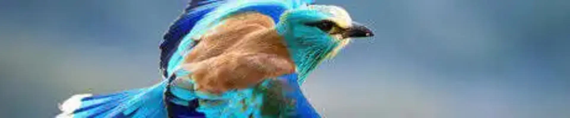 fly-ezgif.com-resize